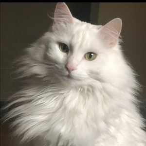 Meet your Posher, Alicia